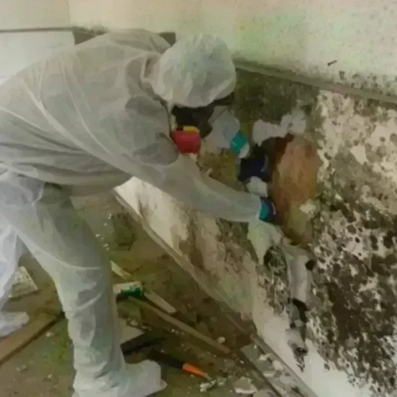 Mold Remediation and Removal in New Columbia, PA